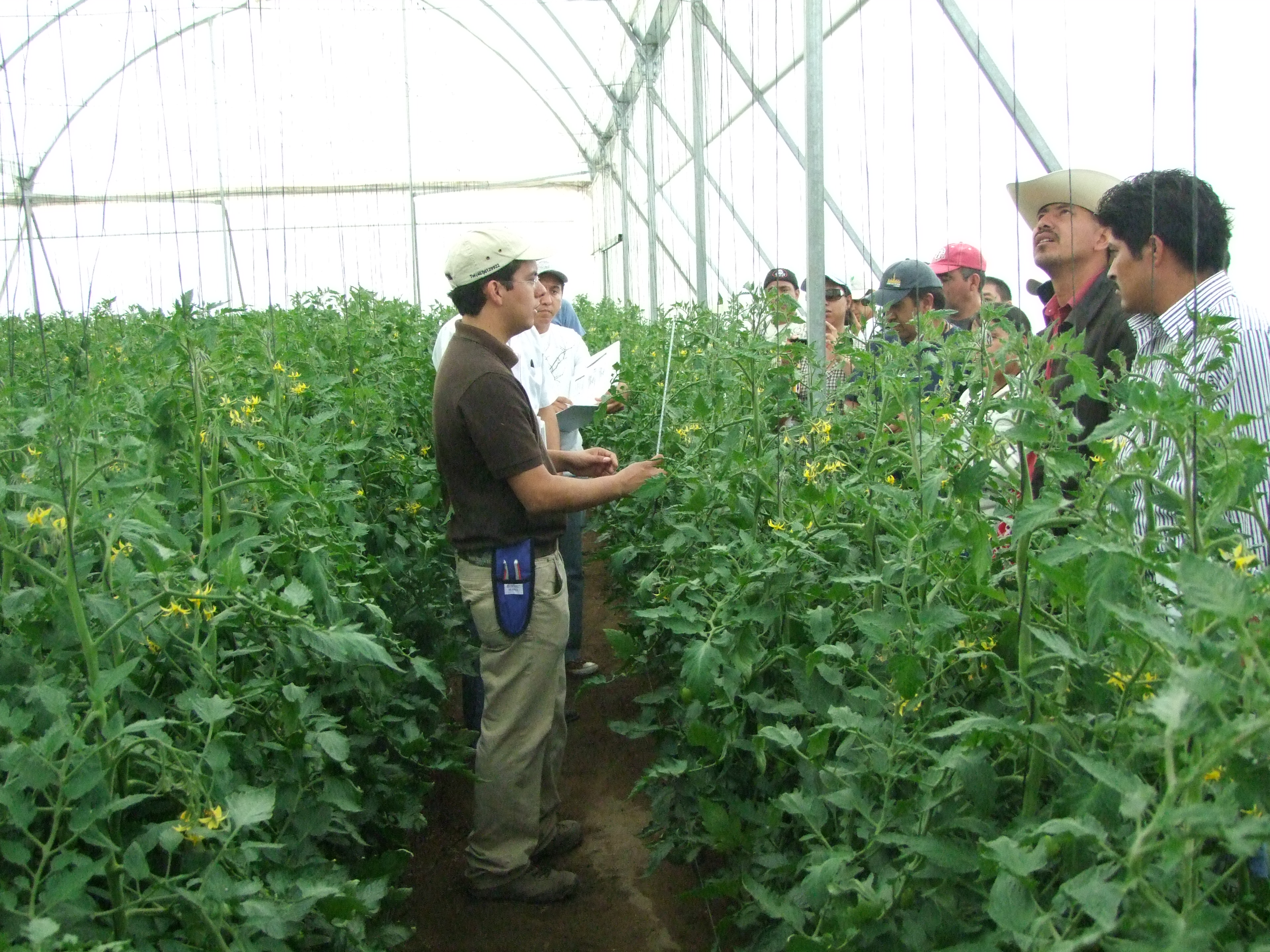 Capacitación técnica entre cultivos de tomate en invernadero