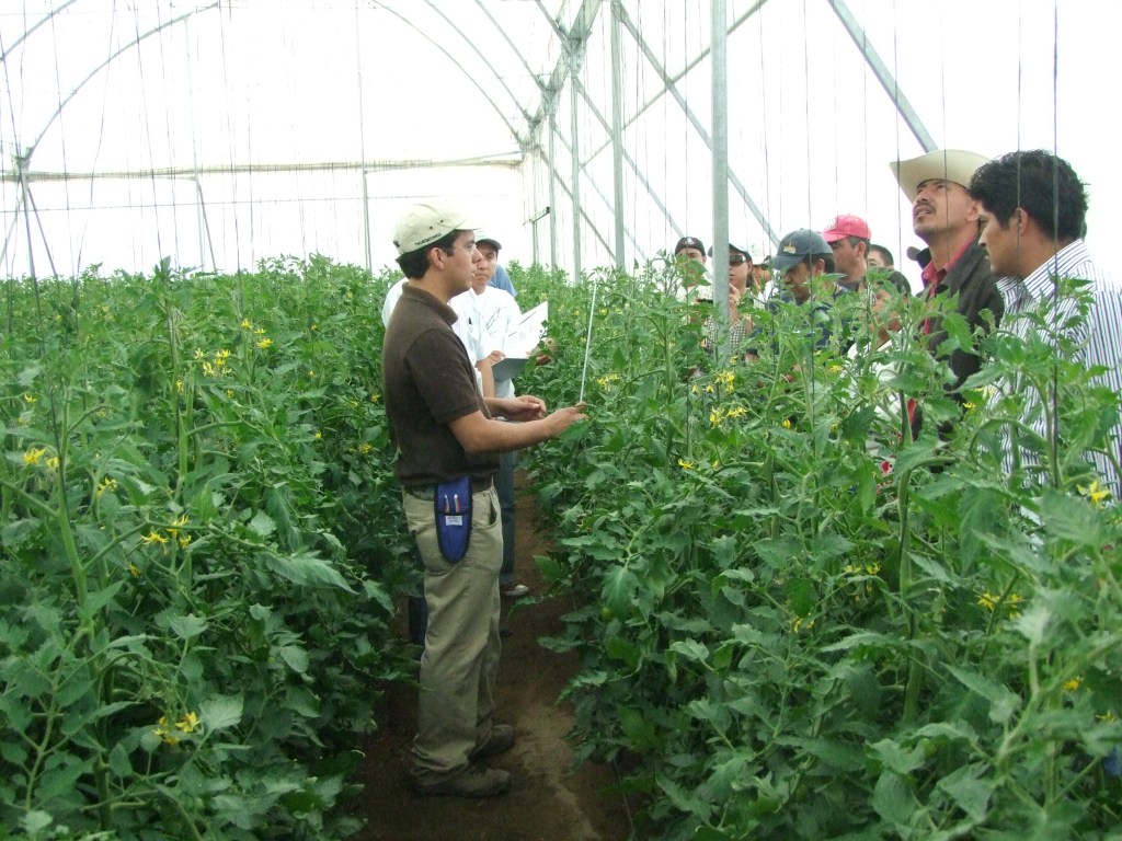 Capacitación técnica con productores entre cultivos de tomate en invernadero