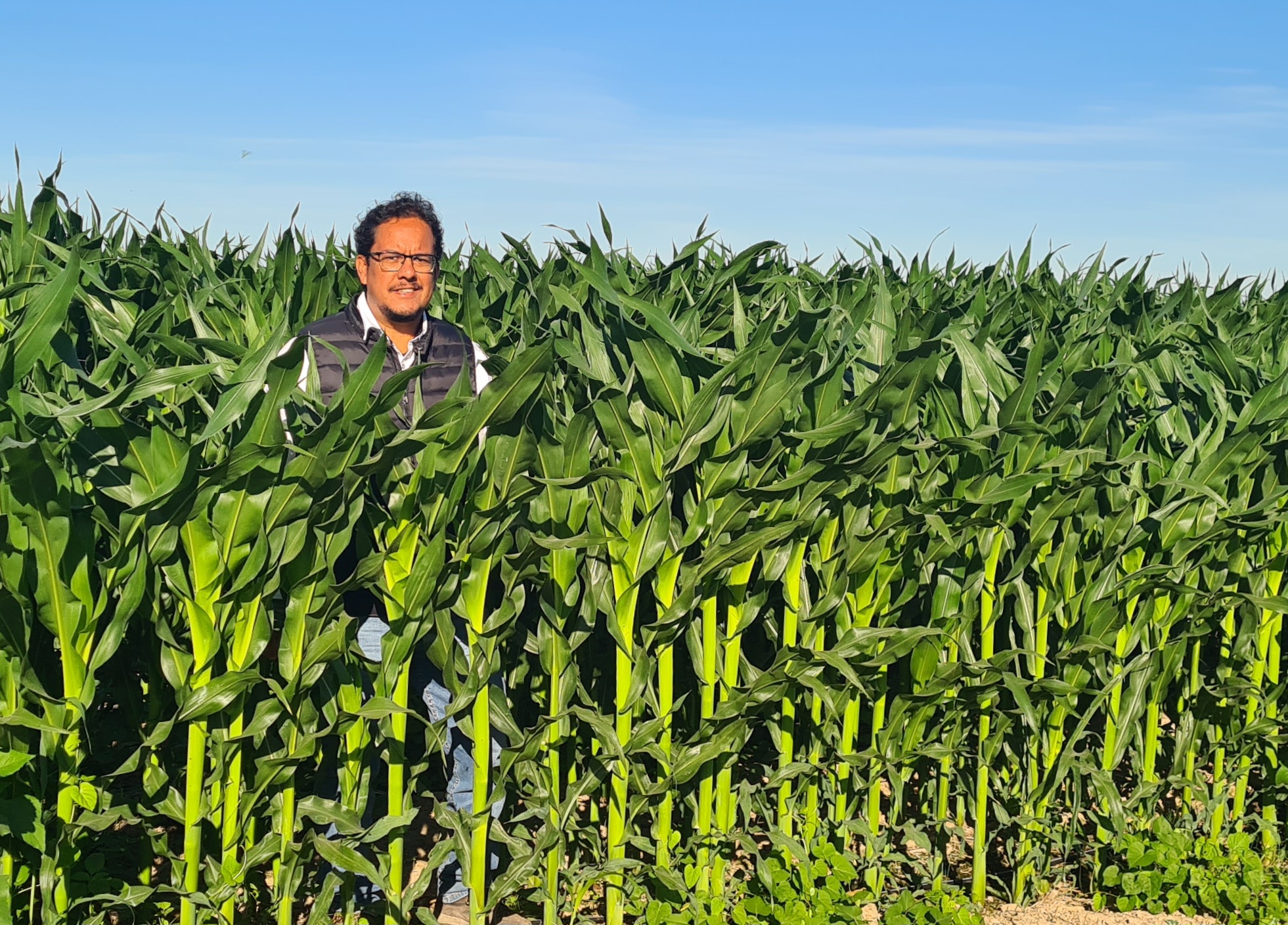 Jesús Arévalo Zarco en un cultivo de maíz