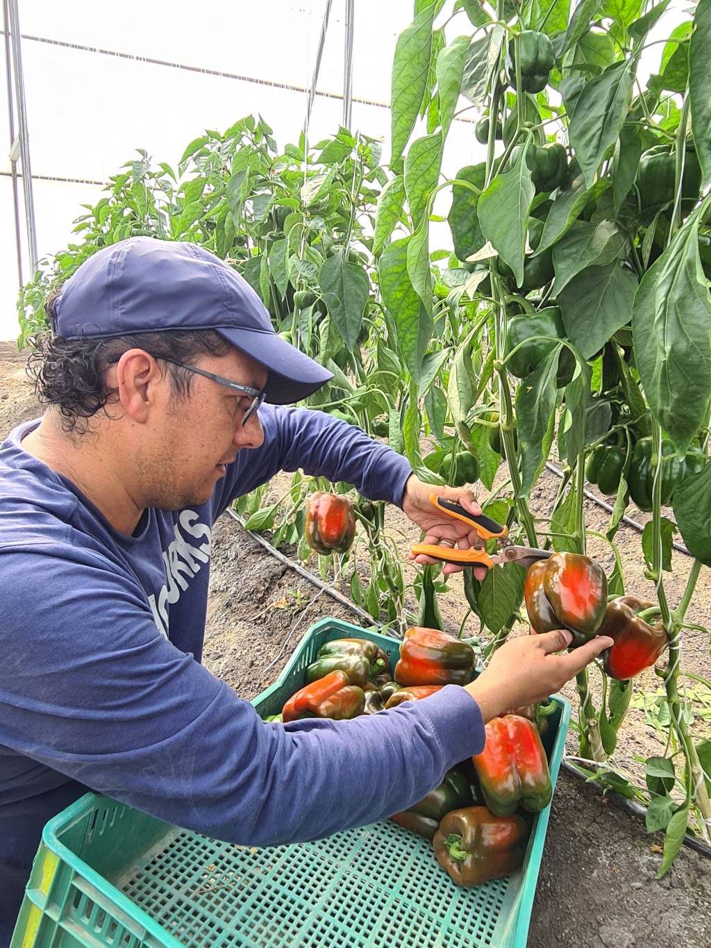 Jesús Arévalo Zarco revisando frutos de pimiento en invernadero